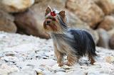 YORKSHIRE TERRIER 412